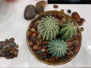 combo cây xương rồng bằng gốm đất nung