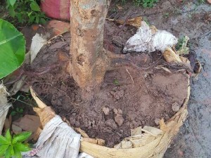 Cần bán cây mai vàng