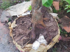 Cần bán cây mai vàng