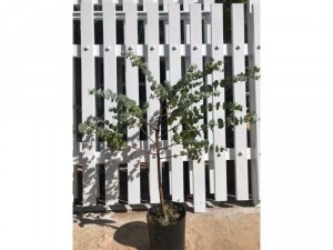 Cây giống đô la bạc