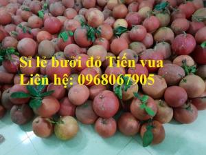 Cung cấp sỉ - lẻ quả bưởi đỏ Tiến Vua, bưởi đỏ luận văn chưng tết. Đẹp miễn chê
