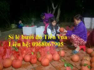 Cung cấp sỉ - lẻ quả bưởi đỏ Tiến Vua, bưởi đỏ luận văn chưng tết. Đẹp miễn chê