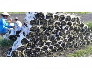 Các loại cỏ Nhật trang trí sân vườn đẹp
