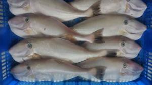 Cá bò da làm sạch 700g up