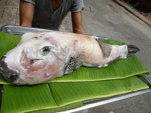 Cá thỏ biển làm sạch 1-8kg/con