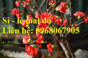 Chuyên cung cấp sỉ - lẻ Mai đỏ chưng tết, Cam kết hoa nở chuẩn tết