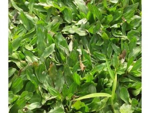Cỏ lá rừng thái TPHCM