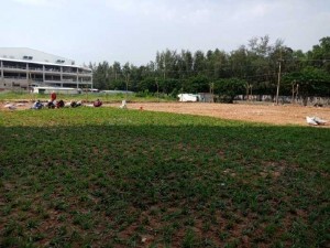 Cỏ lá rừng TPHCM