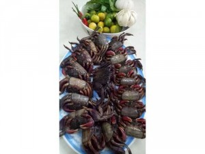 BA KHÍA MUỐI NGUYÊN CON