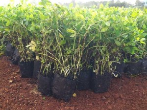 Cây cỏ lạc cỏ đậu phộng hoa màu vàng