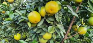 Cam Thạch Ngọc Hà Tĩnh nhà trồng