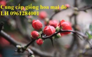 Cung cấp số lượng lớn hoa mai đỏ, hoa mai đỏ chơi Tết, hoa đào đỏ, giao hàng toàn quốc