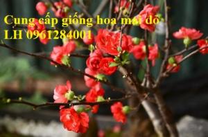 Cung cấp số lượng lớn hoa mai đỏ, hoa mai đỏ chơi Tết, hoa đào đỏ, giao hàng toàn quốc