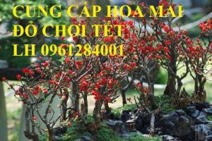 Cung cấp số lượng lớn hoa mai đỏ, hoa mai đỏ chơi Tết, hoa đào đỏ, giao hàng toàn quốc