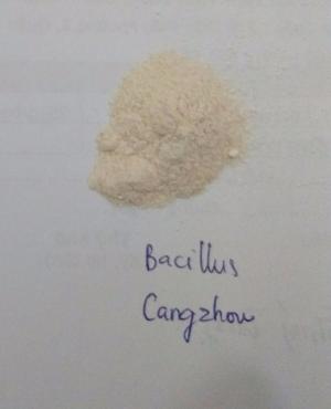 BACILLUS SUBTILIS 2.20^10