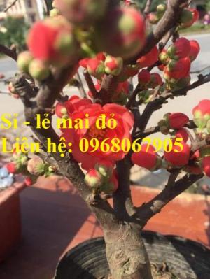 Bán, Cung cấp sỉ - lẻ mai đỏ