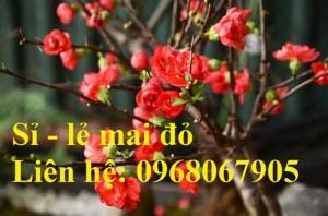 Bán, Cung cấp sỉ - lẻ mai đỏ