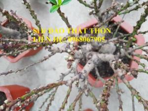 Sỉ - lẻ Đào Thất Thốn dáng bonsai cực chất - Liên hệ: 0968067905