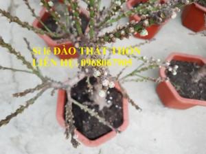 Sỉ - lẻ Đào Thất Thốn dáng bonsai cực chất - Liên hệ: 0968067905