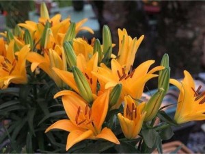 Sỉ ly lùn chậu Tết 2020