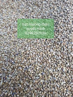 Hạt.muồng.muồng.0398262626