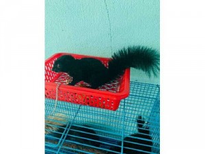 Sóc cảnh HCM