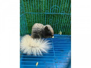 Sóc cảnh HCM