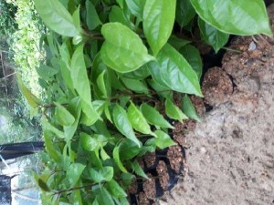 Cây giống gù hương ( xá xị)