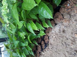 Cây giống gù hương ( xá xị)