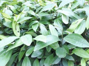 Bán hạt quế. Cây quế giống