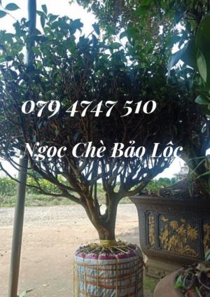 Cây trà xanh, cây chè xanh, gốc chè xanh- Ngọc Chè Bảo Lộc