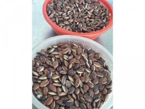 Hạt Konia đặc sản núi ???? núi rừng