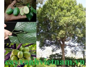 Hạt Konia đặc sản núi ???? núi rừng