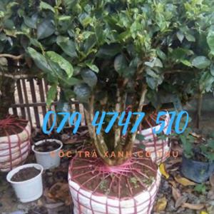 Cây Trà Xanh Bán Gốc Trà Xanh Cổ Thụ Cây Cảnh Trà BonSai- 079 4747 5110