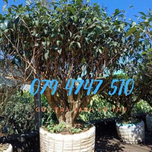 Cây Trà Xanh Bán Gốc Trà Xanh Cổ Thụ Cây Cảnh Trà BonSai- 079 4747 5110