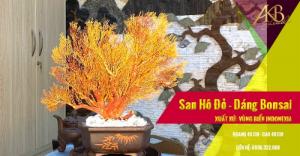Cây San Hô - Indo Tán , THế Bonsai, Tán Quạt, Gốc đỏ, lá vàng Ánh Kim