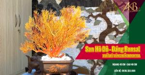 Cây San Hô - Indo Tán , THế Bonsai, Tán Quạt, Gốc đỏ, lá vàng Ánh Kim