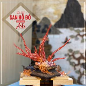 Cây San Hô - Indo Tán , THế Bonsai, Tán Quạt, Gốc đỏ, lá vàng Ánh Kim