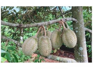 Sầu riêng miền tây chín cây tự nhiên