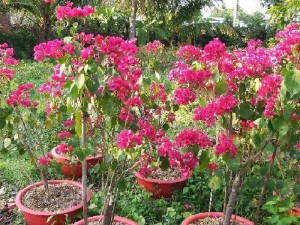 Bông giấy công trình nhiều màu