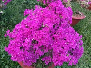 Bông giấy công trình nhiều màu
