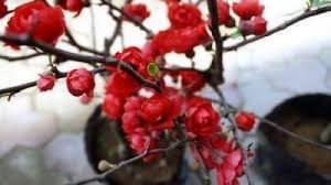 Sỉ, lẻ mai đỏ chơi Tết giá rẻ nhất thị trường