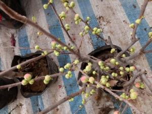 Sỉ, lẻ mai đỏ chơi Tết giá rẻ nhất thị trường