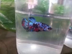 Bán cá BETA nhiều màu, 150k/con