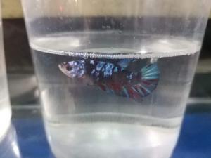 Bán cá BETA nhiều màu, 150k/con