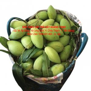 Xoài cát Hòa lộc chính hiệu - Tiền Giang