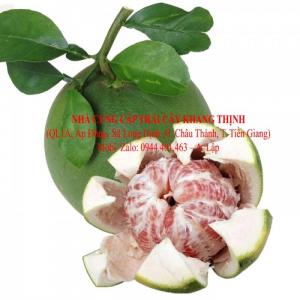 Bưởi Da xanh chính hiệu Bến Tre