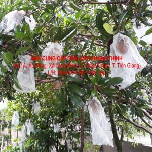 Sapô (Hồng xiêm) Mêhico - Tiền Giang