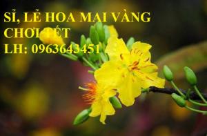 Sỉ, lẻ hoa mai vàng chơi tết, cây mai vàng bonsai đủ cỡ, giá rẻ, bao hàng chuẩn đẹp, giao toàn quốc