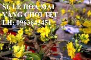 Sỉ, lẻ hoa mai vàng chơi tết, cây mai vàng bonsai đủ cỡ, giá rẻ, bao hàng chuẩn đẹp, giao toàn quốc